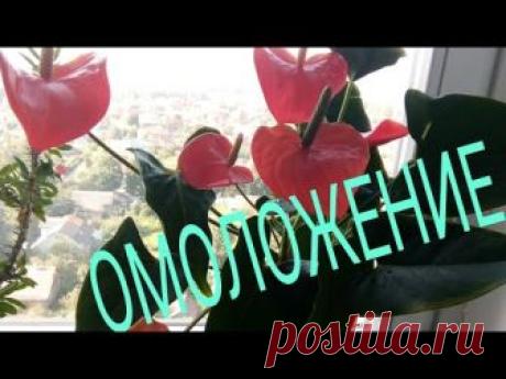 АНТУРИУМ ОМОЛОЖЕНИЕ старого куста  (размножение верхушечным черенком)/ Мои эксперименты!