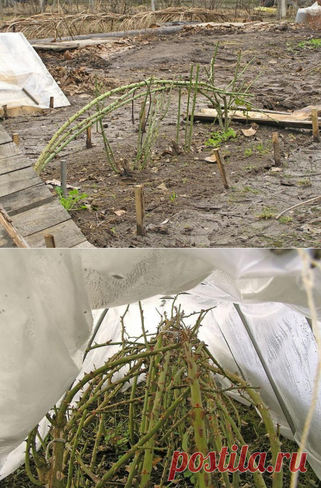 6 самых частых заблуждений об укрытии и подготовке роз к зиме