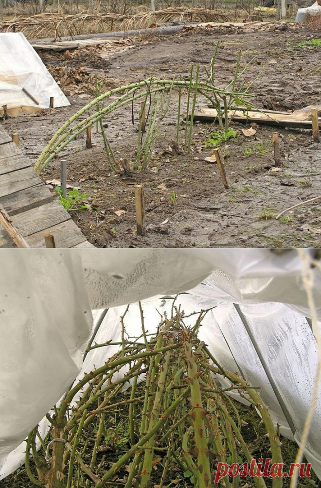 6 самых частых заблуждений об укрытии и подготовке роз к зиме