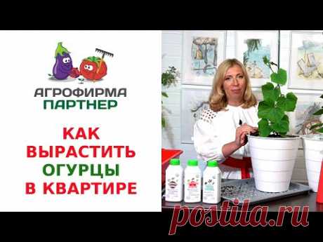 КАК ВЫРАСТИТЬ ОГУРЦЫ В КВАРТИРЕ