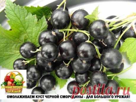 (60) Одноклассники