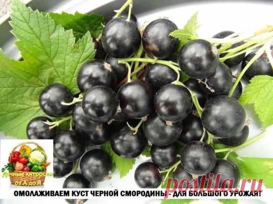 (60) Одноклассники