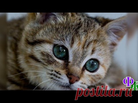 У девушки угнали автомобиль с кошкой внутри. Ясновидящая помогла найти её