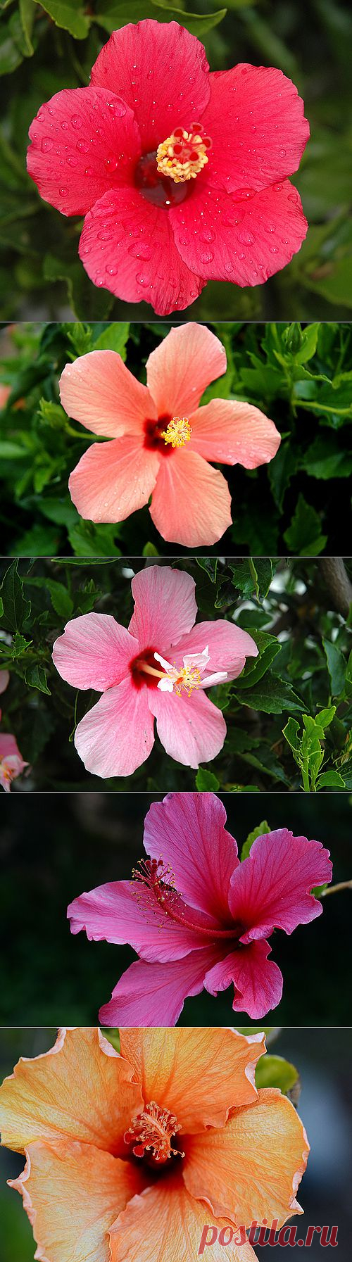 Hibiscus - a set on Flickr