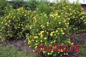 Выращивание лапчатки кустарниковой | Дача - впрок