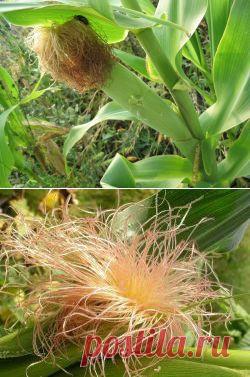 КАК ЗАВАРИВАТЬ КУКУРУЗНЫЕ РЫЛЬЦА ДЛЯ ПОХУДЕНИЯ? - Диеты со всего света