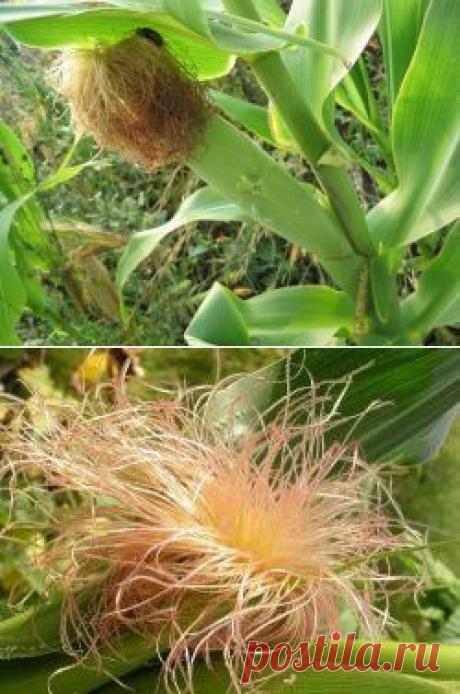 КАК ЗАВАРИВАТЬ КУКУРУЗНЫЕ РЫЛЬЦА ДЛЯ ПОХУДЕНИЯ? - Диеты со всего света