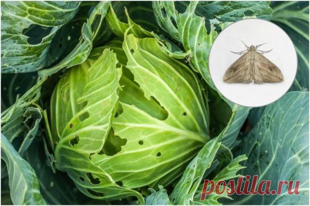 Дырки на капусте – кто виноват и что делать | Секретный огород