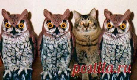 Мастера маскировки / Питомцы