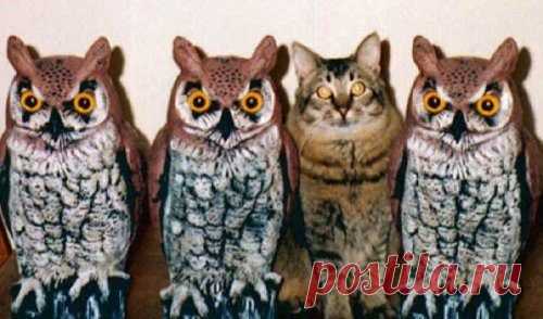 Мастера маскировки / Питомцы