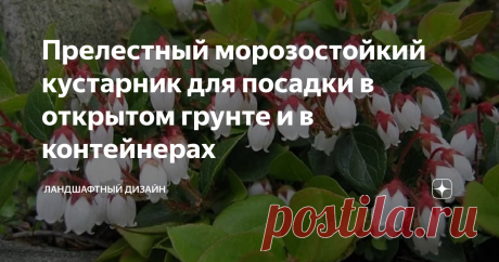 Прелестный морозостойкий кустарник для посадки в открытом грунте и в контейнерах Этот невысокий вечнозелёный кустарник под названием гаультерия, относится к Вересковым. Также растение называют снежной ягодой или горной. В естественных условиях произрастает на склонах гор в Северной Америке, в Австралии, Азии, Чили и Аргентине. Гаультерия цветёт в середине лета. Бутоны у кустарника некрупные, душистые, розовой или белой окраски, по форме напоминают цветки ландыша. Высота ра...