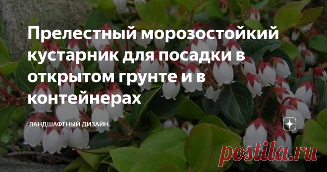 Прелестный морозостойкий кустарник для посадки в открытом грунте и в контейнерах Этот невысокий вечнозелёный кустарник под названием гаультерия, относится к Вересковым. Также растение называют снежной ягодой или горной. В естественных условиях произрастает на склонах гор в Северной Америке, в Австралии, Азии, Чили и Аргентине. Гаультерия цветёт в середине лета. Бутоны у кустарника некрупные, душистые, розовой или белой окраски, по форме напоминают цветки ландыша. Высота ра...