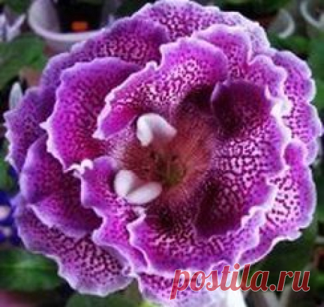 Глоксинии махровые-прекрасное рядом | 1