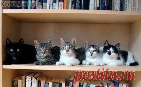 Котополка)