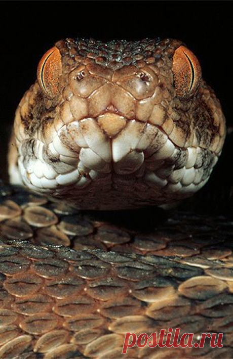 Northeast African carpet viper (Echis pyramidum), northern Kenya.