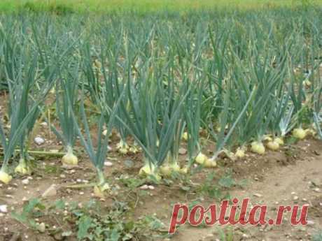 Всем на зависть растим лук