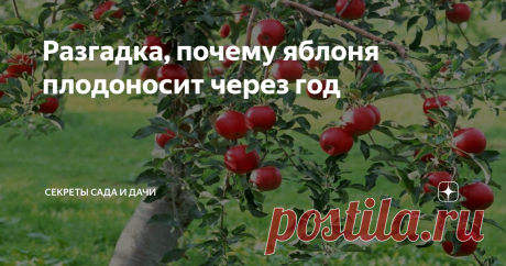 Разгадка, почему яблоня плодоносит через год &quot;То пусто, то густо&quot; — тайна странного постоянства плодовых деревьев в саду — имеет простые логические объяснения. Они связаны с особенностями яблони и, отчасти, внешними условиями.