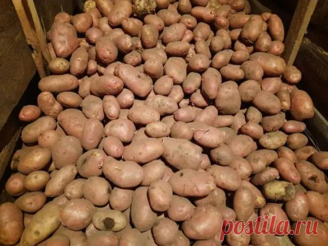 Как получить ведро картофеля с одного куста: метод, который не афишируют. Главный принцип — создать условия, при которых куст формирует дополнительные корневые отростки. Чем больше корней, тем больше клубней.