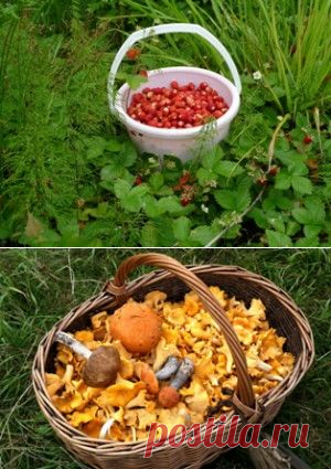 Лес http://intheforest.ru/