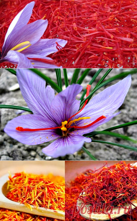 Что такое шафран и почему он очень дорого стоит
Шафран или крокус (crocus sativus) — это древнейшее многолетнее растение из семейства Ирисовые. О нем упоминают рукописи по медицине Древнего Египта, датируемые 1500 годом до новой эры. Родина растения — Индия и Иран. 

На арабском языке «за-фран» значит «быть желтым». Так назвали растение из-за красящих свойств цветка. Вот почему цари древнего Вавилона носили одежду и обувь золотисто-желтого цвета. Буддийские монахи с древности