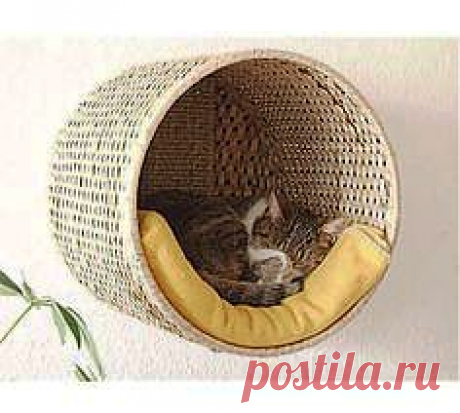 Pin by Raquel Escot on For cats