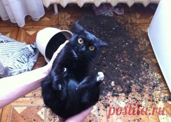 Фото Хроники - Интеллектуальный юмор