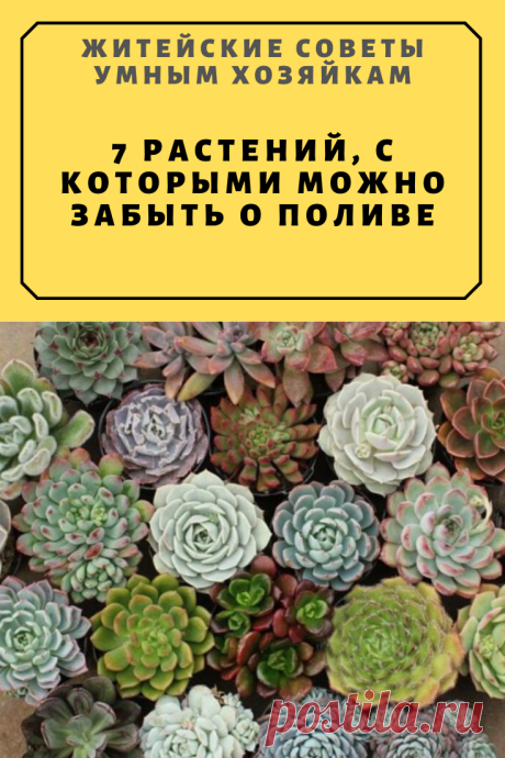 7 растений, с которыми можно забыть о поливе.Самые Удивительные! | Житейские Советы
