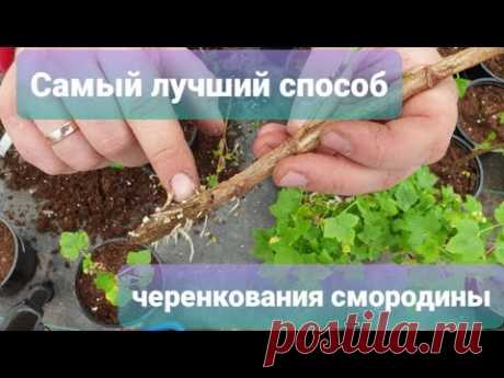 Как размножить смородину отводками и черенками