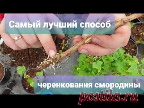 Как размножить смородину отводками и черенками