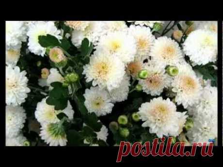 ПРИЯТНОГО ))) | ♥♥♥✿САМЫЕ ДОБРЫЕ ПОЖЕЛАНИЯ ДЛЯ ДРУЗЕЙ✿♥♥♥ | Группы Мой Мир