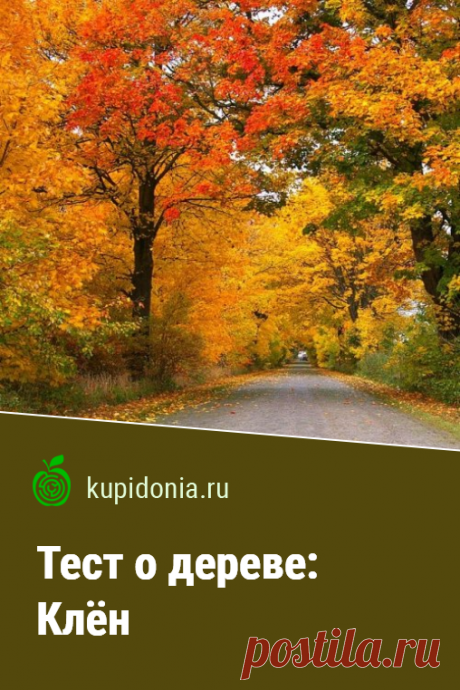 Тест о дереве: Клён. Интересный тест о клёне из серии тестов о деревьях. Проверьте свои знания!