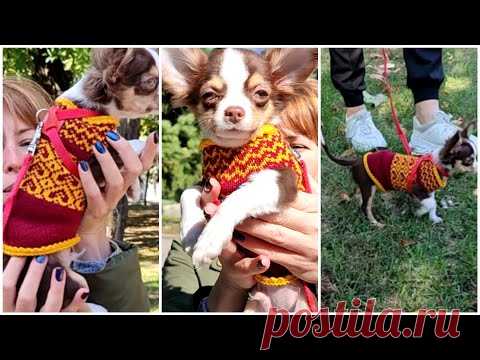 Свитер для собаки или кошки на любой вязальной машине. Самый простой)))