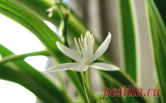 10 комнатных растений, которые приносят счастье