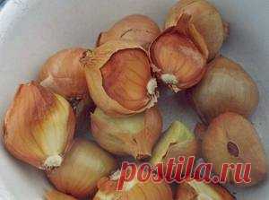 Выращивание семейного лука, описание и фото сортов