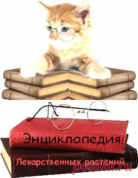 БИБЛИОТЕКА ЭНЦИКЛОПЕДИЙ И СЛОВАРЕЙ. | Записи в рубрике БИБЛИОТЕКА ЭНЦИКЛОПЕДИЙ И СЛОВАРЕЙ. | Дневник candra