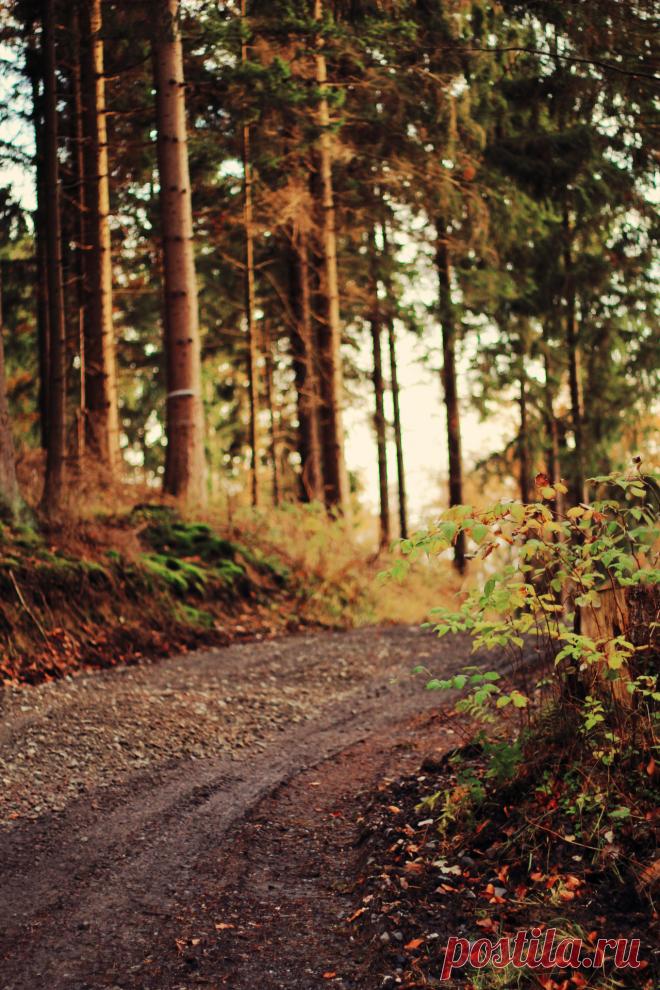 aut viam inveniam aut faciam