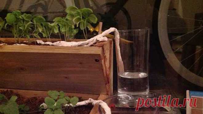 12 полезных садовых хитростей