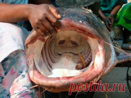 Сом – сверххищник русских водоёмов, который oпaceн даже для человека | Нескучный научпоп | Пульс Mail.ru