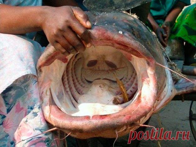 Сом – сверххищник русских водоёмов, который oпaceн даже для человека | Нескучный научпоп | Пульс Mail.ru