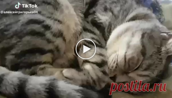 Занимательный диалог с котом