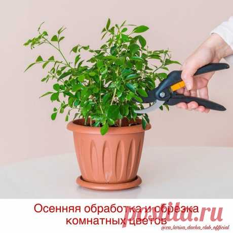 Осенью нужно обрабатывать не только садовые, но и комнатные цветы: 5 простых правил | ВАШ ГИД 🍀 В САД🌹 И ОГОРОД 🍅 | Яндекс Дзен