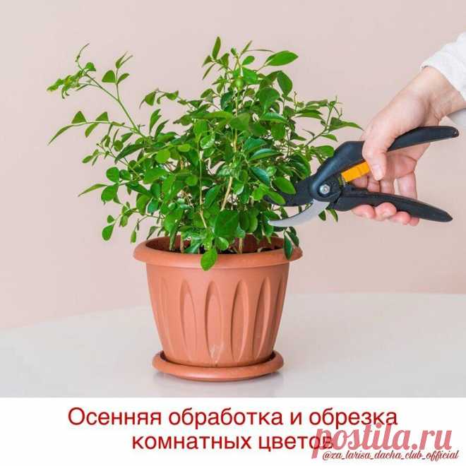 Осенью нужно обрабатывать не только садовые, но и комнатные цветы: 5 простых правил | ВАШ ГИД 🍀 В САД🌹 И ОГОРОД 🍅 | Яндекс Дзен
