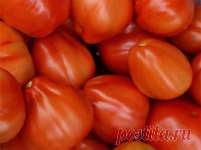 Томат Трюфель красный: характеристика и описание сорта