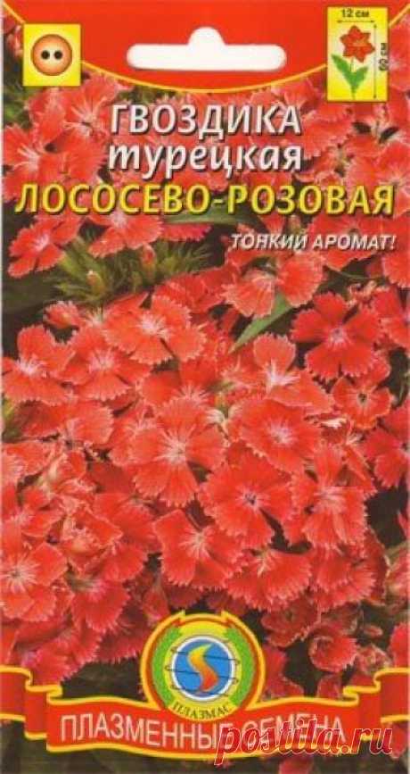 Гвоздика турецкая Лососево розовая (п) Декоративное садовое растение, выращиваемое как двулетнее, высотой до 
60см с плотными, немного приплюснутыми шапками бархатистых цветков. 
Стебли прямые, прочные, узловатые, многочисленные. Многочисленные 
лососево-розовые ароматные цветки, до 2см в диаметре, собраны в 
щитковидные соцветия 8-12см в поперечнике. В отличие от других видов 
гвоздики нетребовательна к свету, отличается холодо- и 
морозоустойчивостью. Располагать посадки...