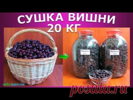 Сушим вишню с помощью сушилки