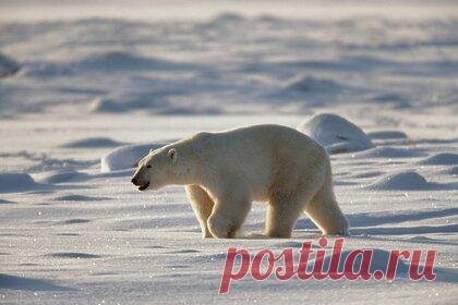 Впервые за 20 лет моржи вернулись на льды Тихоокеанской Арктики. В Тихоокеанской Арктике ученые заметили белых медведей и моржей впервые за 20 лет. Об этом сообщил специалист по морским млекопитающим, кандидат биологических наук Анатолий Кочнев. Он отметил, что возвращение зверей произошло во время необычного похолодания на Чукотке и Аляске на фоне глобального потепления.