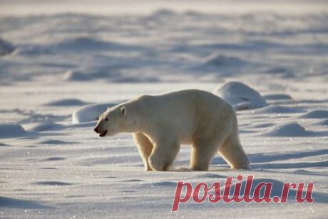 Впервые за 20 лет моржи вернулись на льды Тихоокеанской Арктики. В Тихоокеанской Арктике ученые заметили белых медведей и моржей впервые за 20 лет. Об этом сообщил специалист по морским млекопитающим, кандидат биологических наук Анатолий Кочнев. Он отметил, что возвращение зверей произошло во время необычного похолодания на Чукотке и Аляске на фоне глобального потепления.