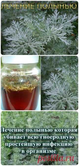Лечение полынью эффективно: она убивает всю инфекцию в организме