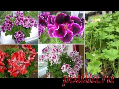 Гибридная королевская пеларгония черенками!