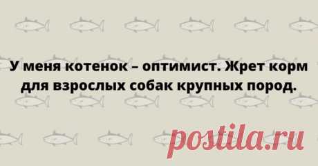 Отличная подборка юмора для хорошего начала дня!